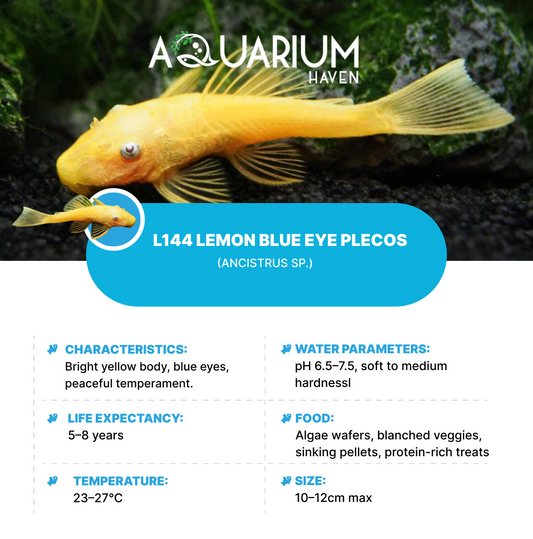 L144 Lemon Blue Eye Plecos