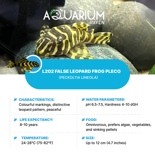 L202 False Leopard Frog Pleco (Peckoltia Lineola)