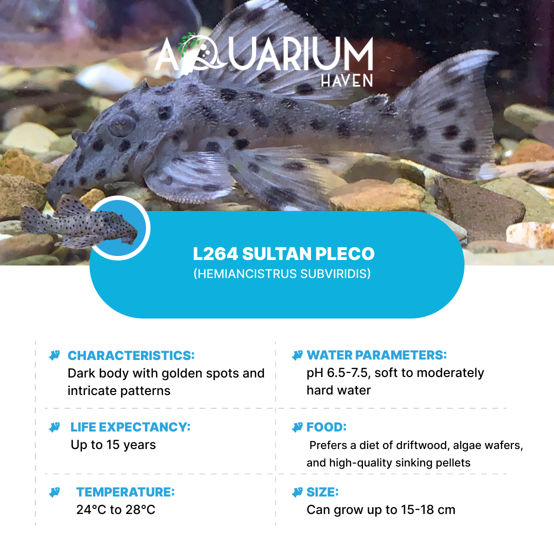 L264 Sultan Pleco