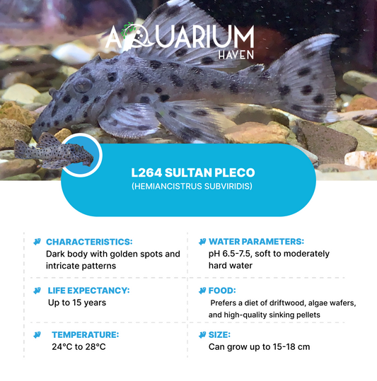 L264 Sultan Pleco