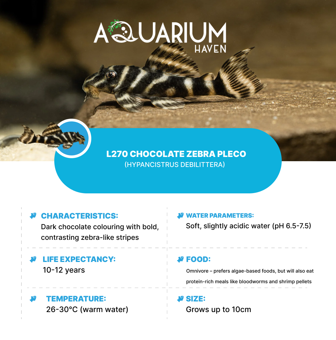 L270 Chocolate Zebra Pleco