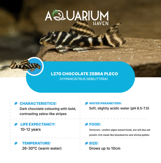 L270 Chocolate Zebra Pleco