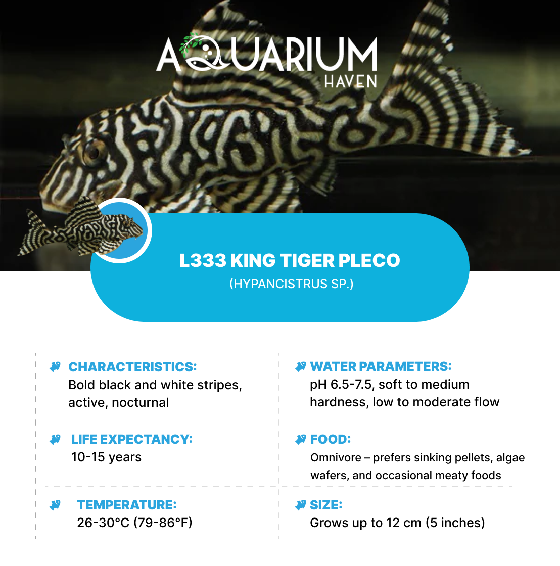 L333 King Tiger Pleco