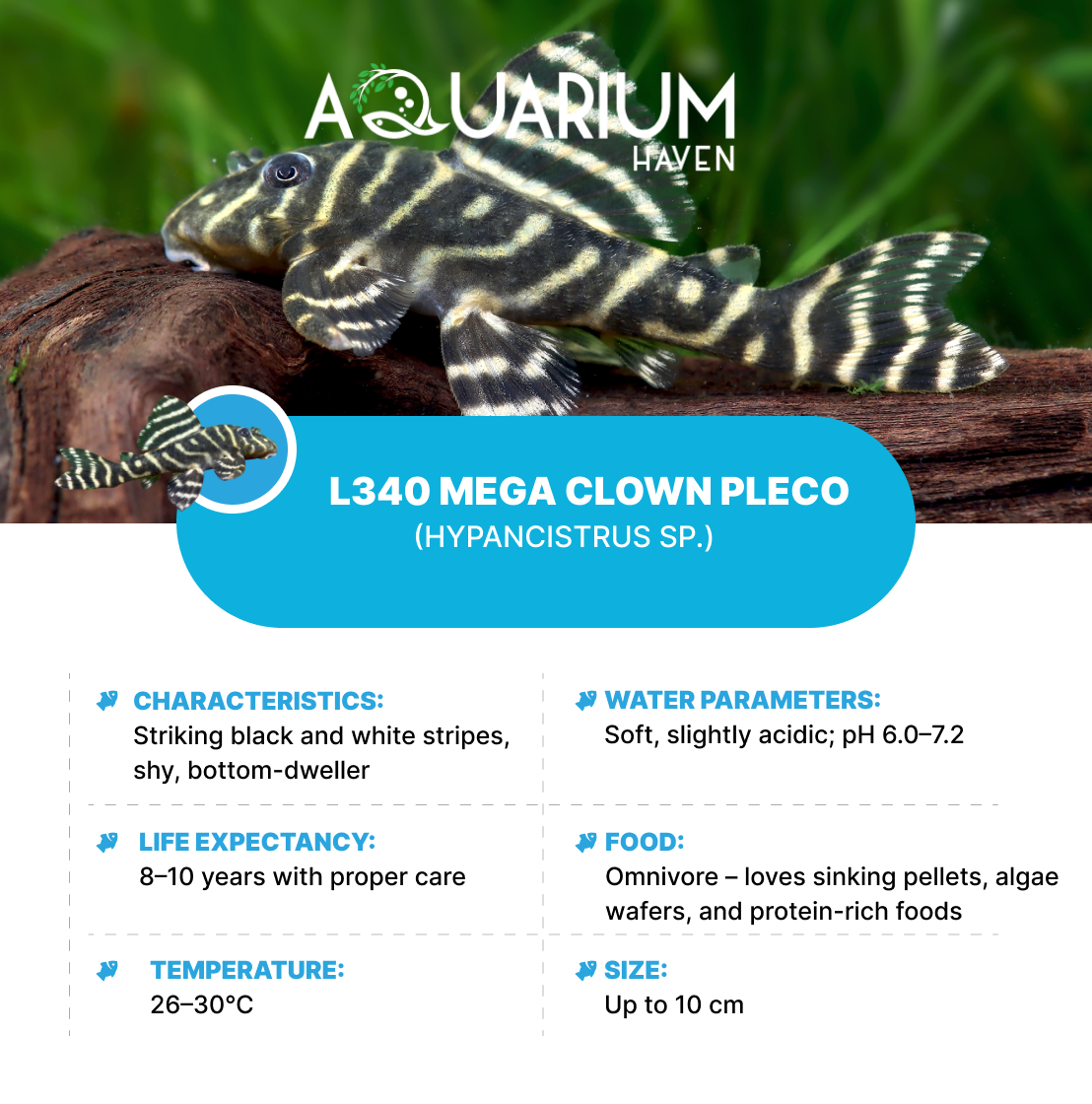 L340 Mega Clown Pleco 4cm