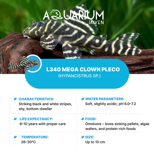 L340 Mega Clown Pleco 4cm