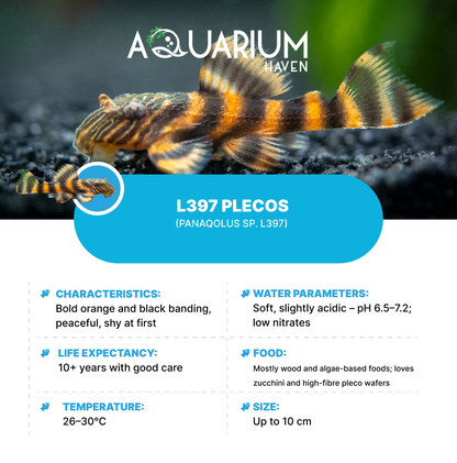 L397 Plecos 3-4cm