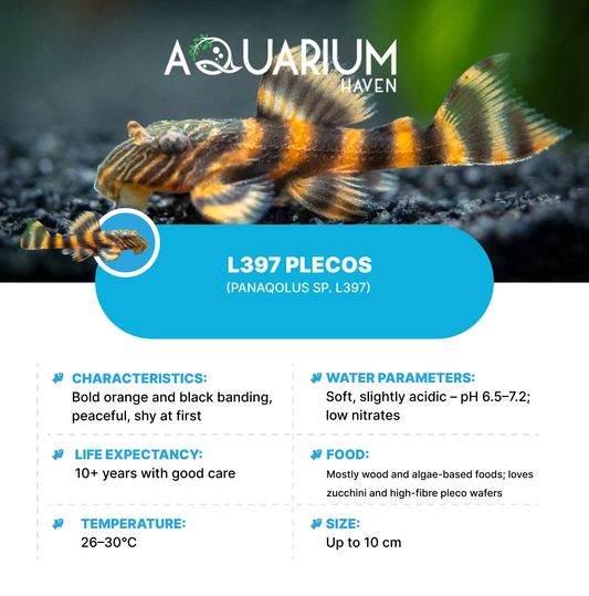 L397 Plecos 3-4cm