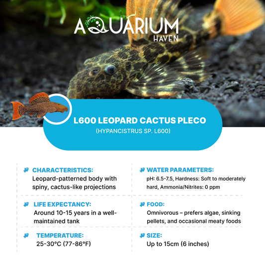 L600 Leopard Cactus Pleco