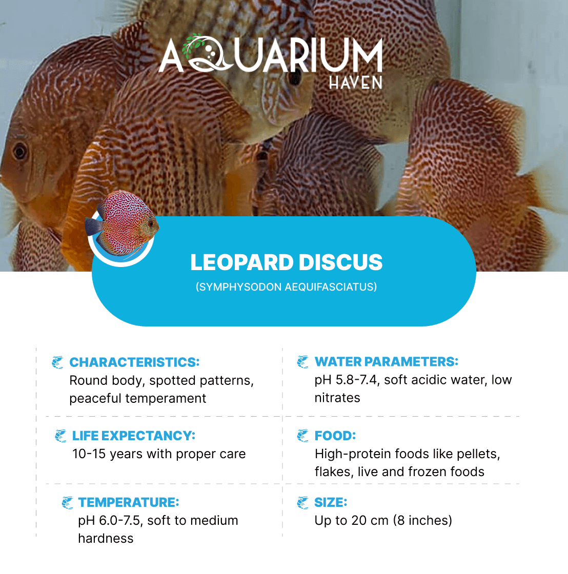 Leopard 8/9cm