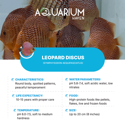 Leopard 8/9cm