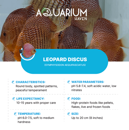 Leopard 8/9cm