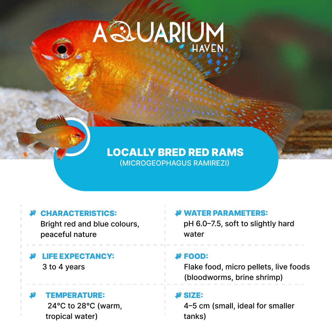 Locally Bred Red Rams