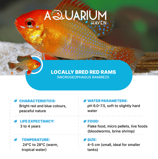 Locally Bred Red Rams