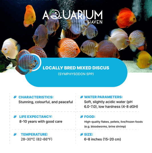 Locally Bred Mixed Discus 7/8cm