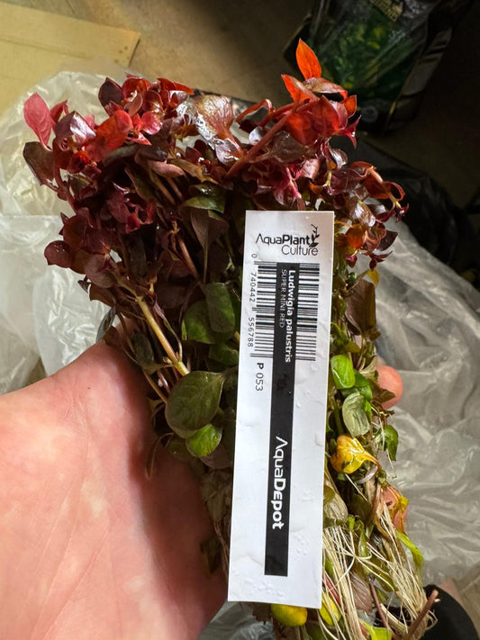 Ludwigia Palustris &#8216;Super Red Mini&#8217;