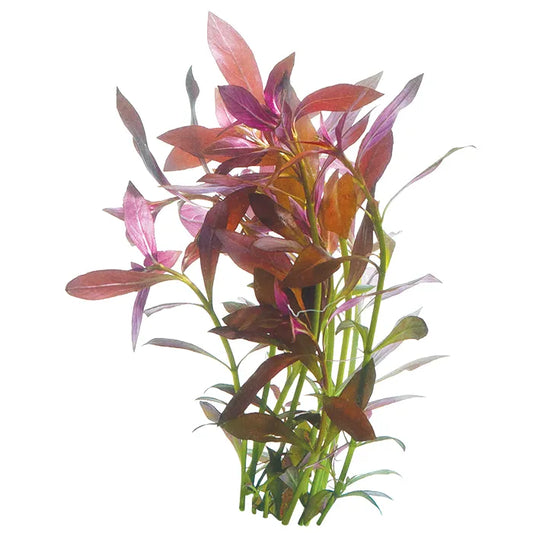 Narrow Ludwigia