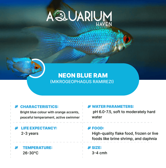Neon Blue Ram 3.5cm