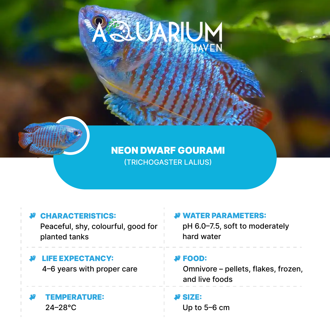 Neon Dwarf Gourami