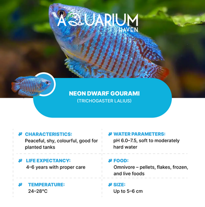 Neon Dwarf Gourami