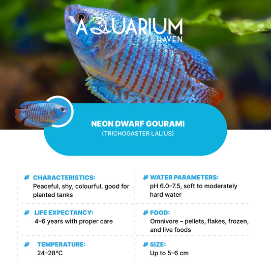 Neon Dwarf Gourami