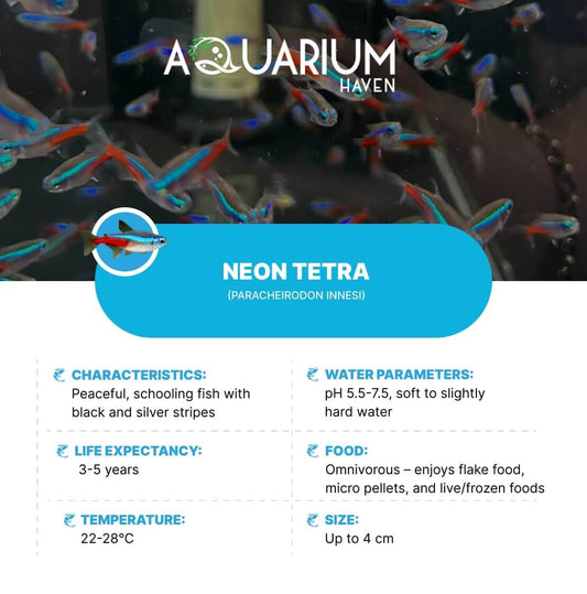 Aquarium Haven offers rare tropical fish