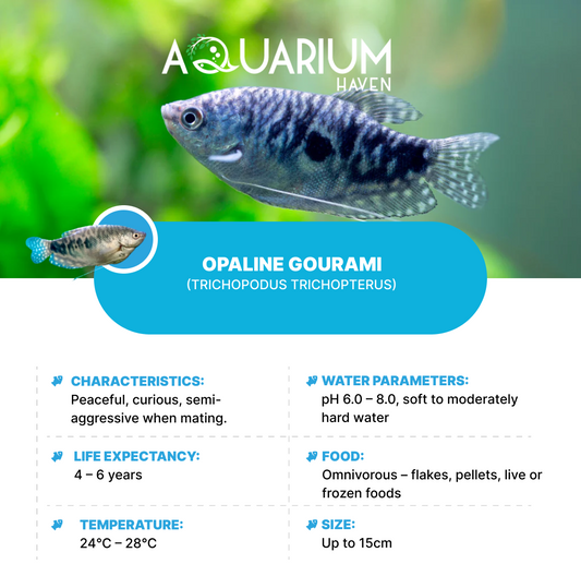 Opaline Gourami 5cm