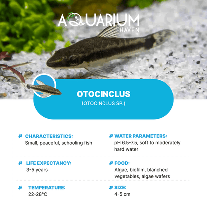 Otocinclus 3cm