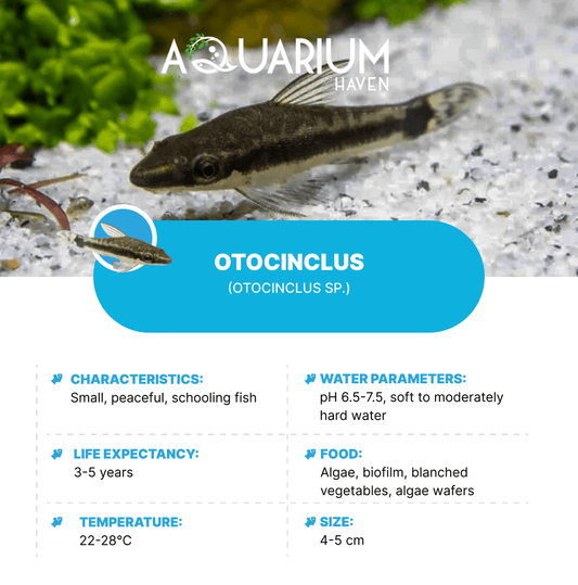 Otocinclus 3cm