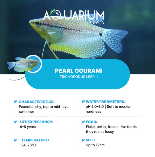 Pearl Gourami 5/6cm