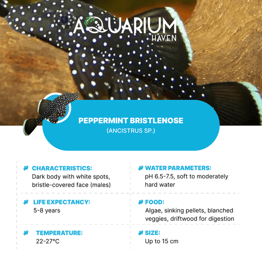 Peppermint Bristlenose 3-4cm