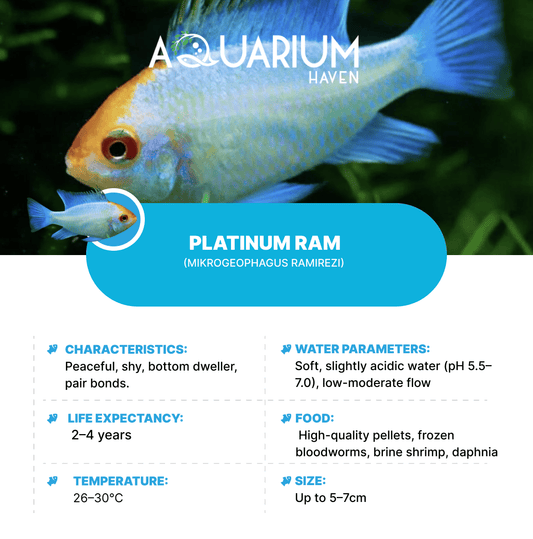 Platinum Ram 3.5cm