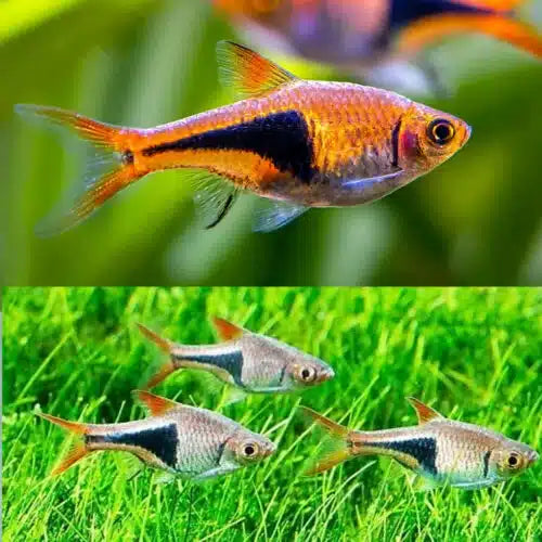 Rasbora Harlequin