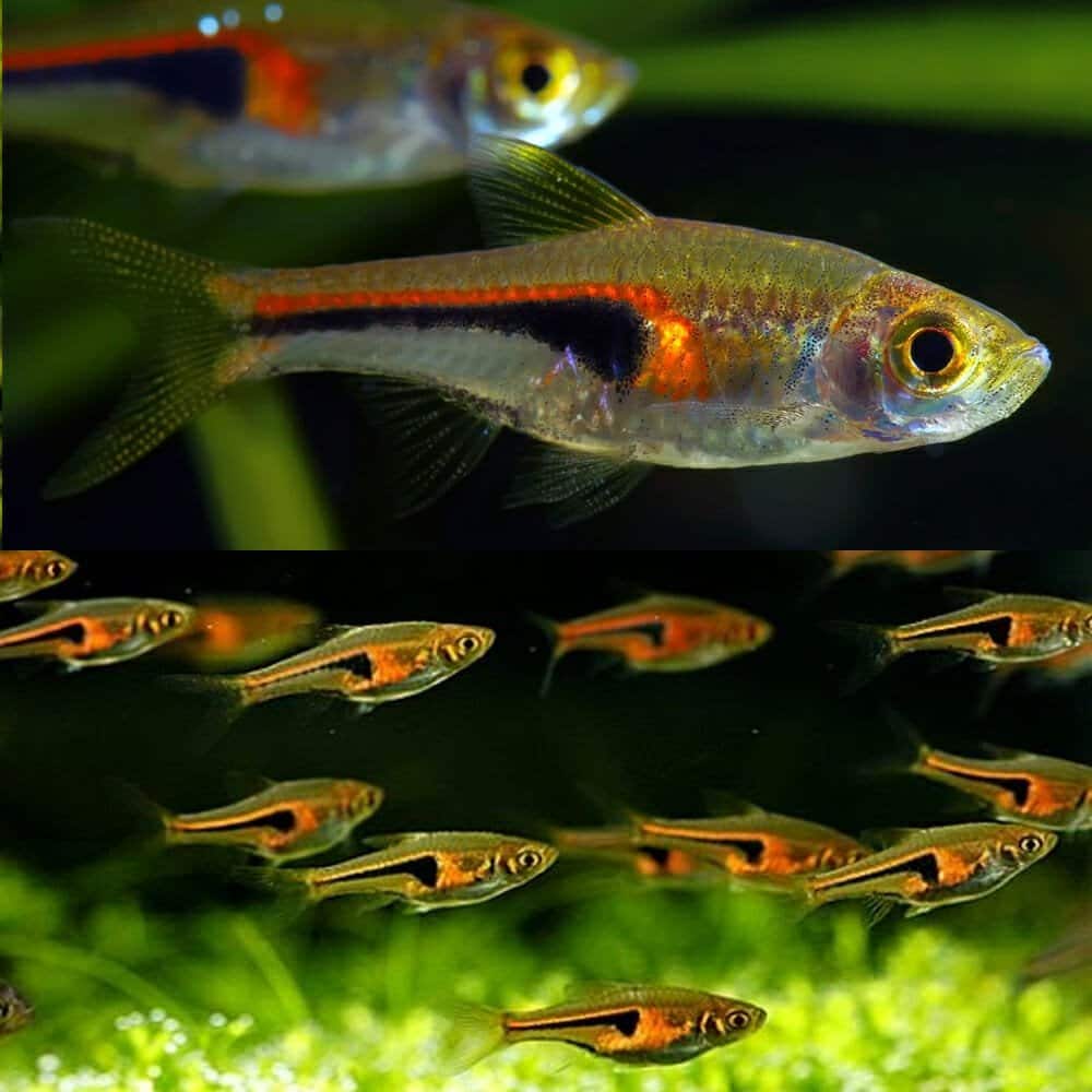 Rasbora-Henglei