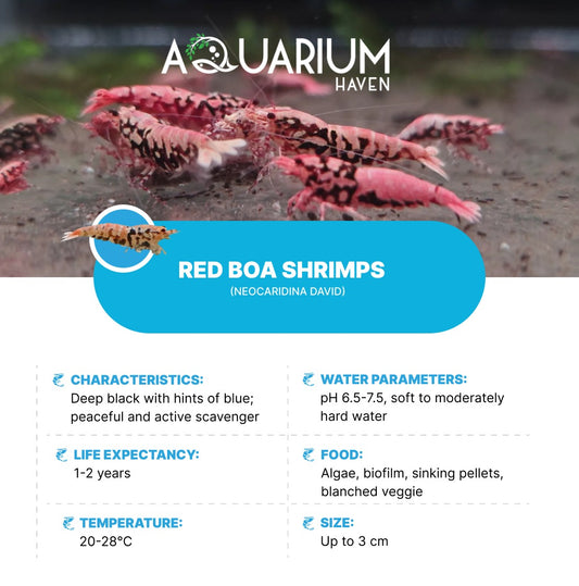 Red BOA Shrimp