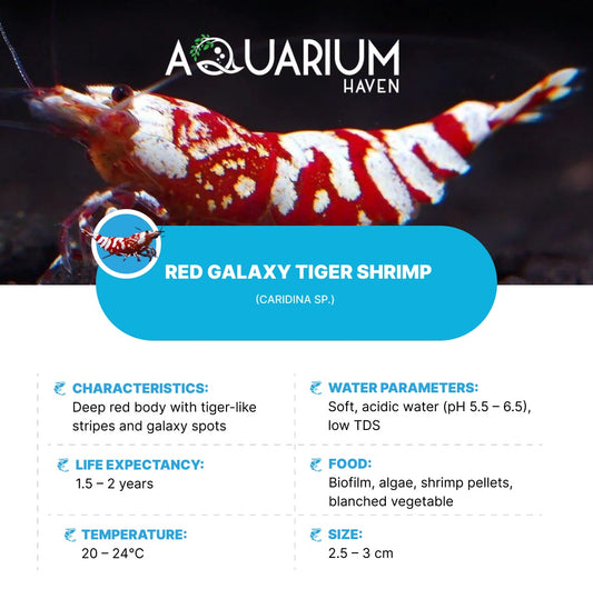 Red Galaxy Tiger Shrimp