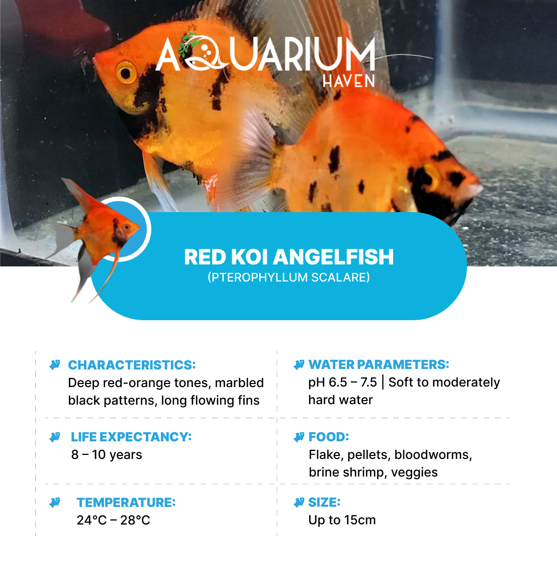 Red Koi Angelfish 9/10cm