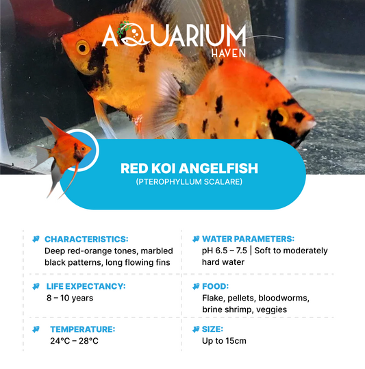 Red Koi Angelfish 9/10cm