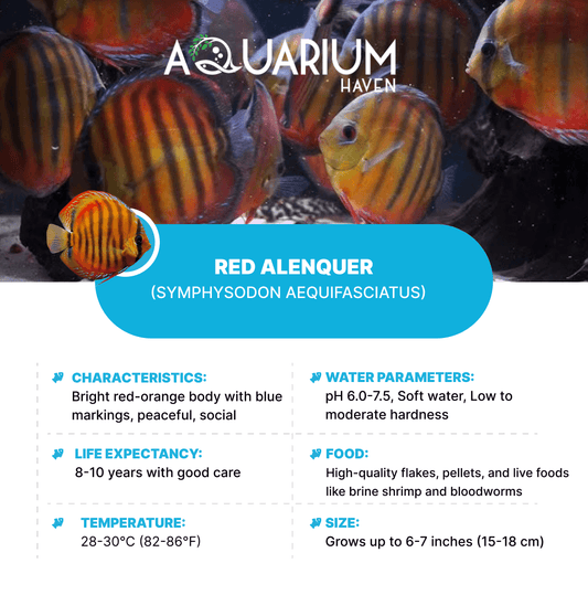 Red Alenquer 8/9cm