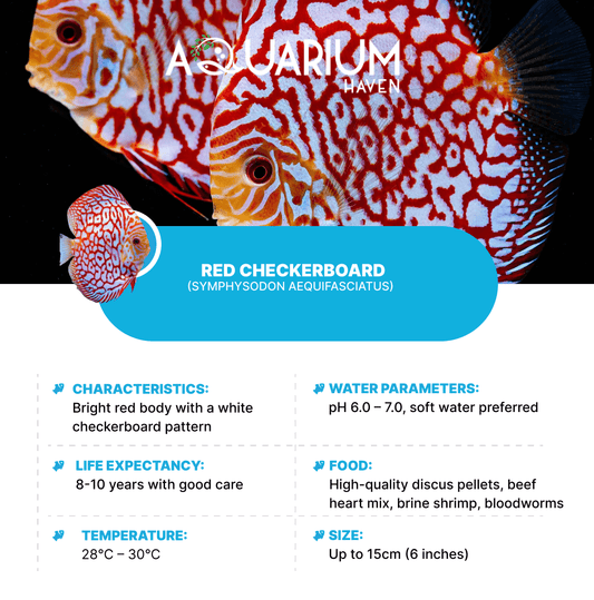 Red Checkerboard 8/9cm
