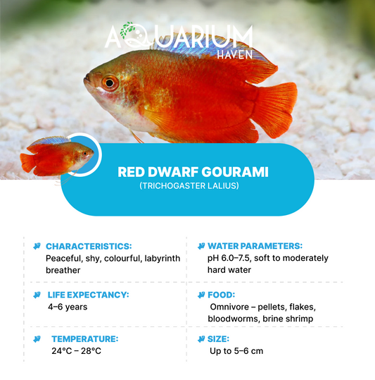 Red Dwarf Gourami