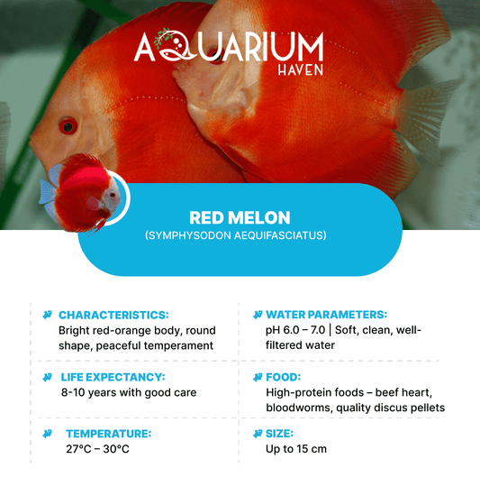 Red Melon 8/9cm