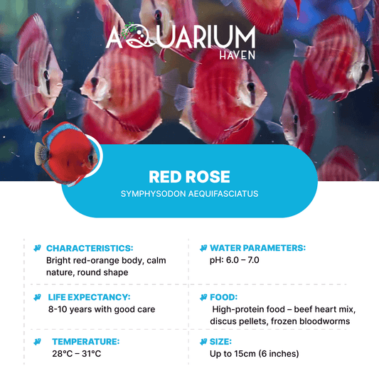 Red Rose 8/9cm