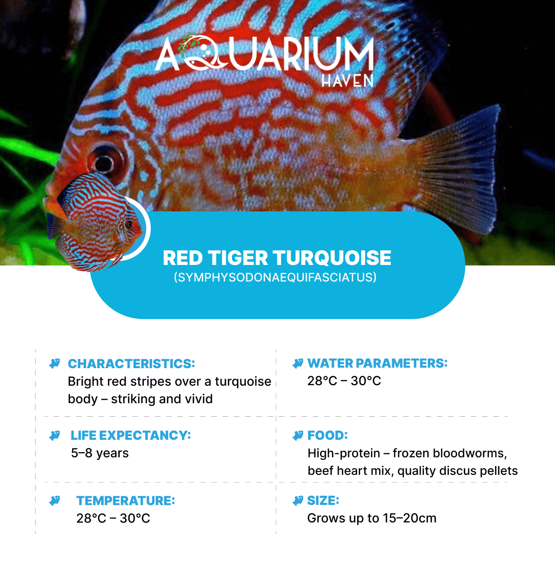 Red Tiger Turquoise 8/9cm
