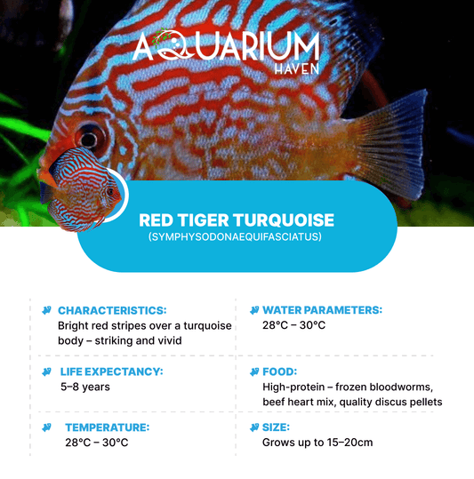 Red Tiger Turquoise 8/9cm