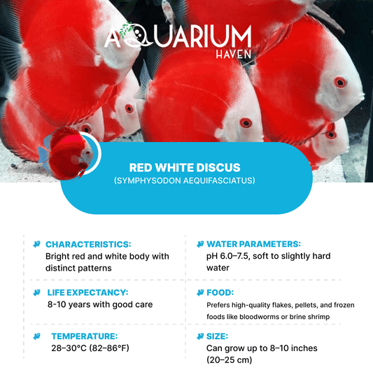 Red White Discus