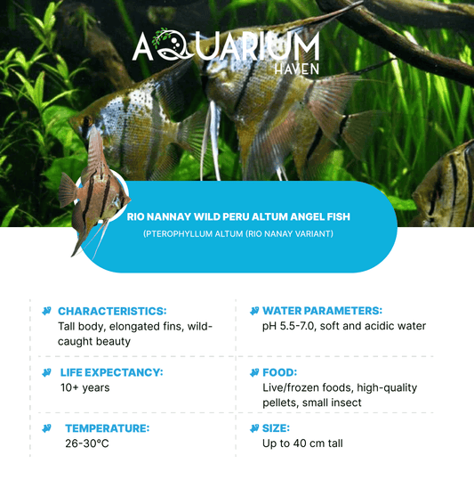Rio Nannay Wild Peru Altum