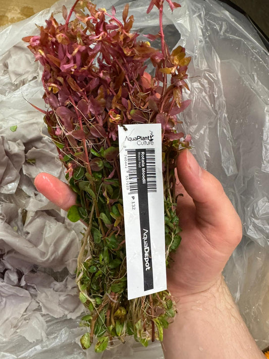 Rotala Bloodii &#8216; Blood Red&#8217;