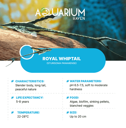 Royal Whiptail 6cm