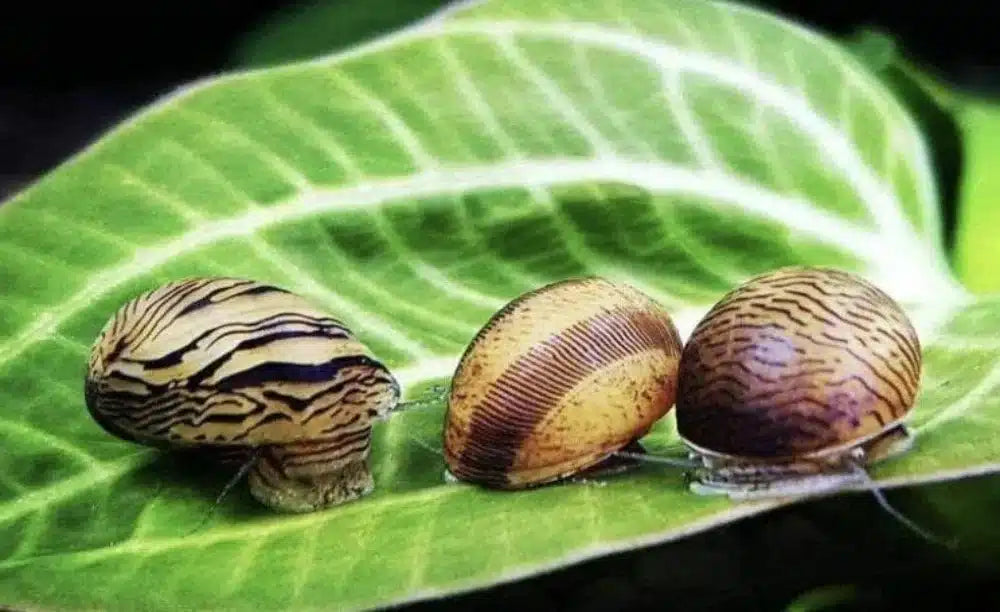 Find exotic aquarium snails at Aquarium Haven