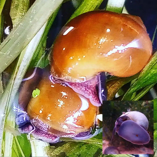 Snail-Mystery-Purple-foot